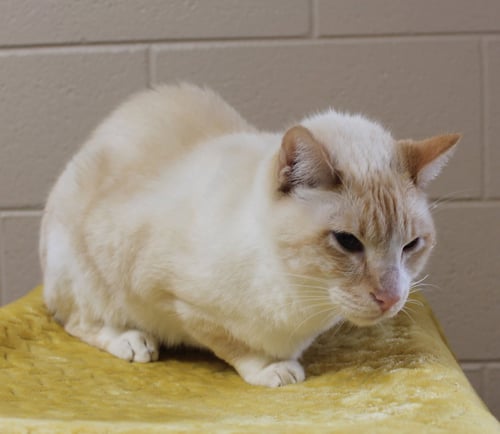 ANGEL - 43687 - Domestic Short Hair available for adoption