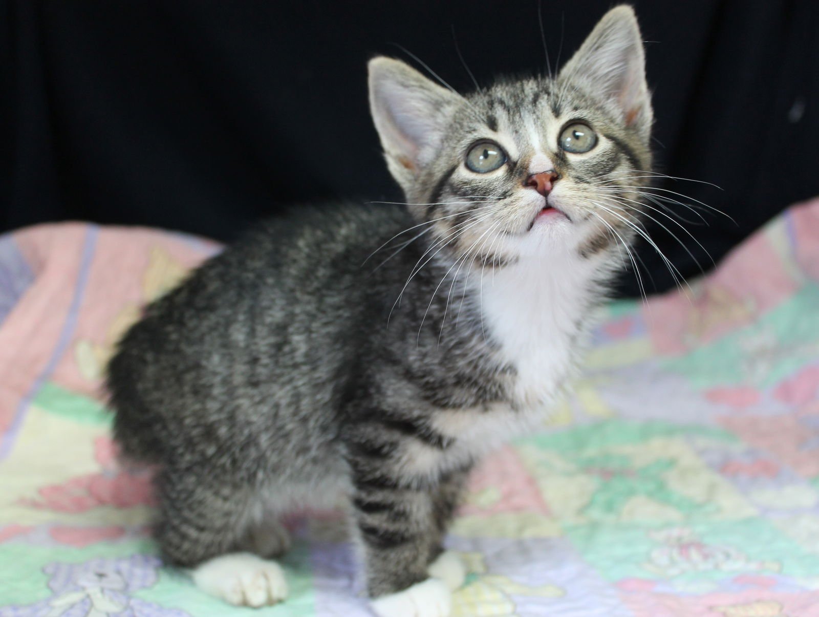 KATE - 43174 - Domestic Long Hair / Tabby available for adoption