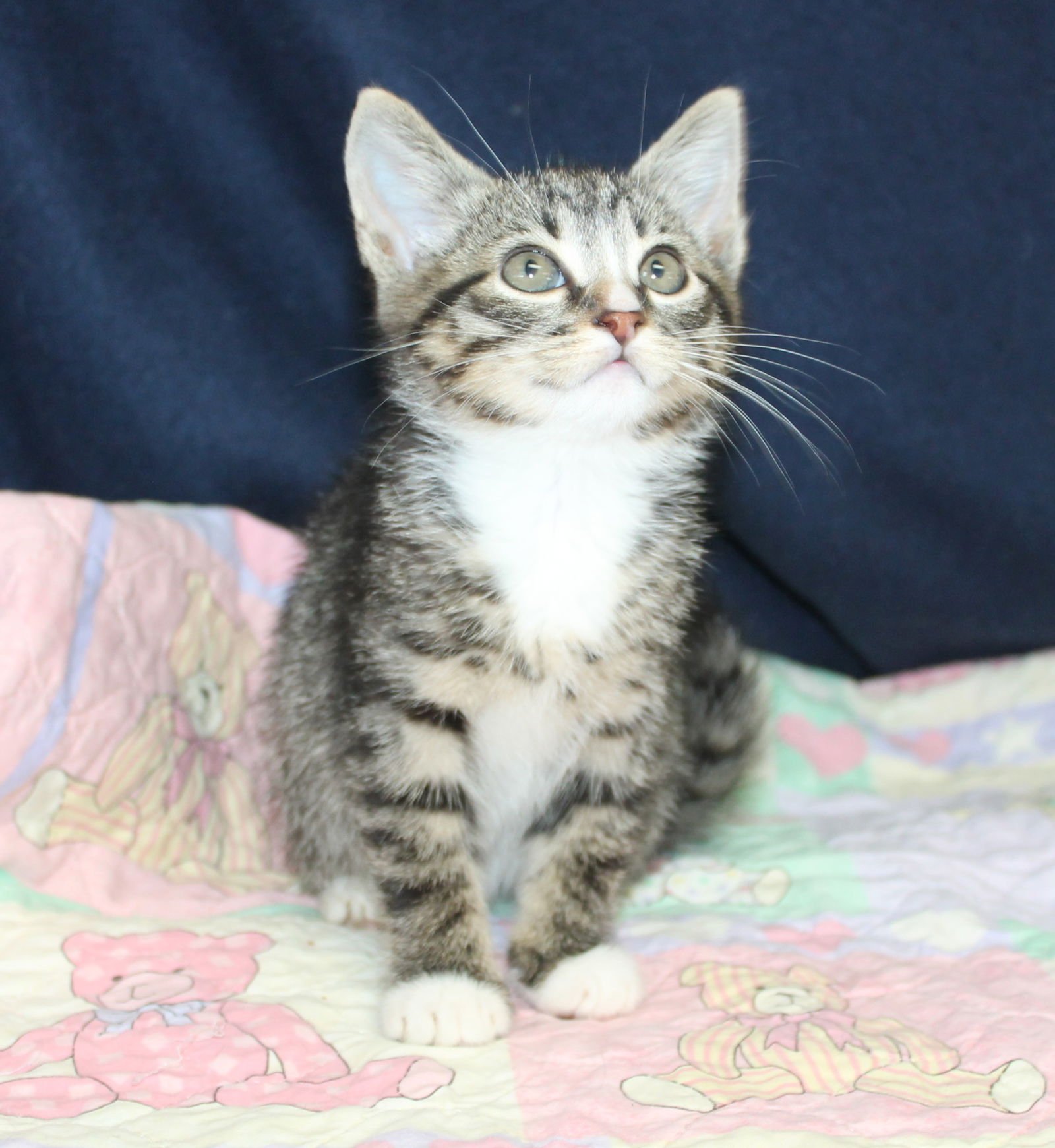 KATE - 43174 - Domestic Long Hair / Tabby available for adoption