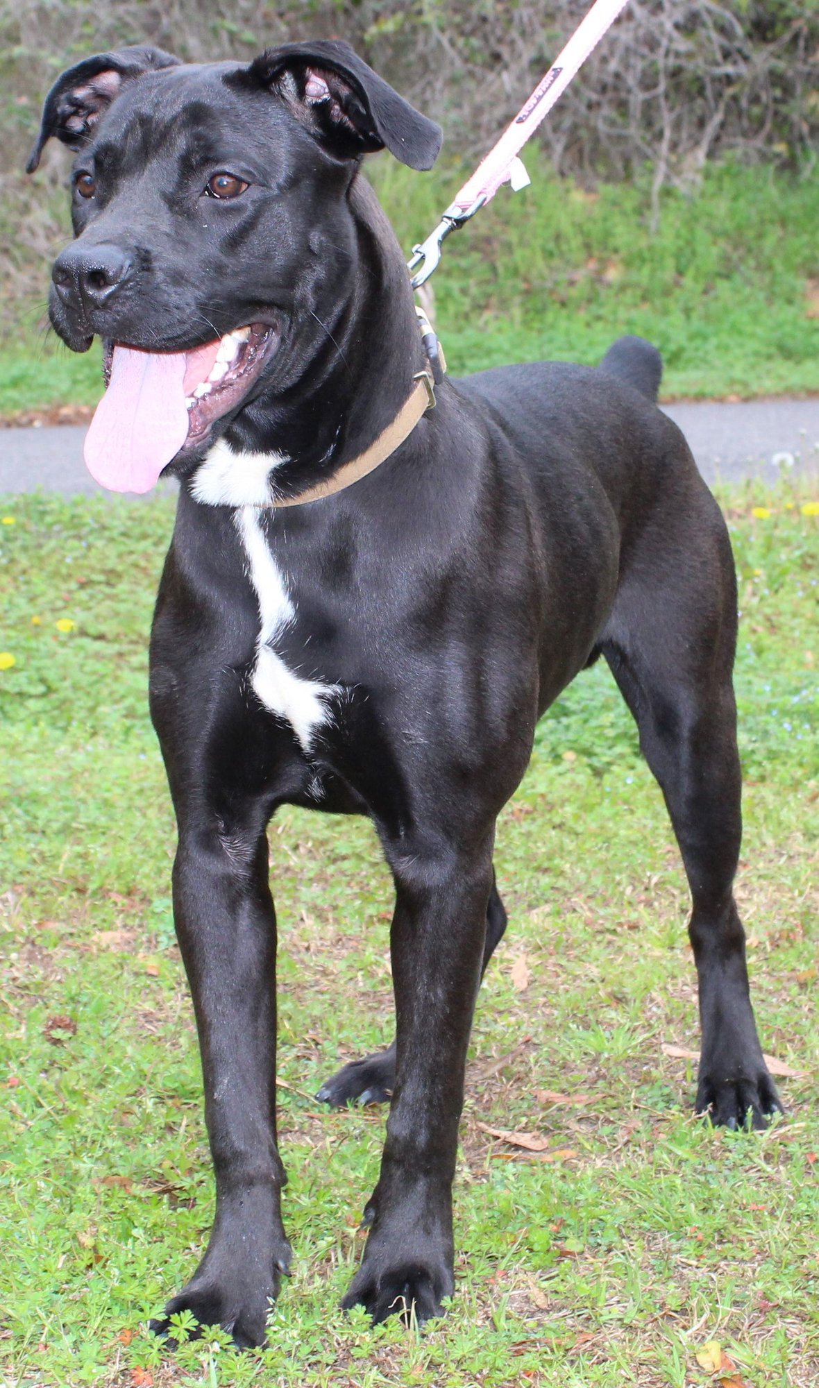 JAKE 43200 - Boxer available for adoption