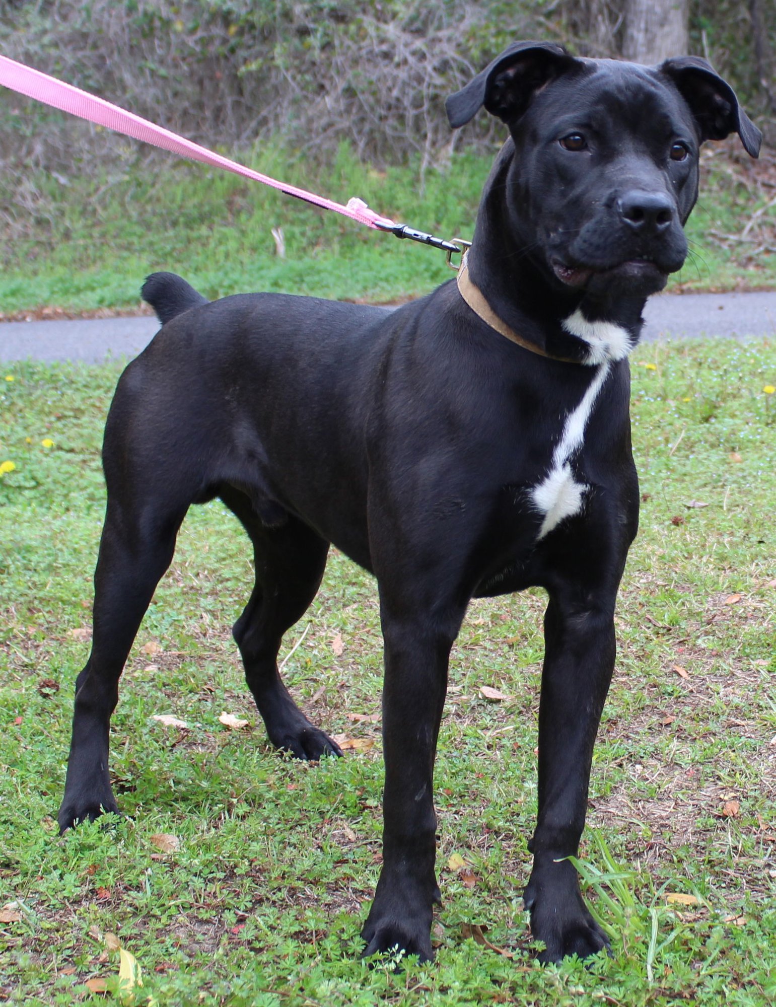 JAKE 43200 - Boxer available for adoption