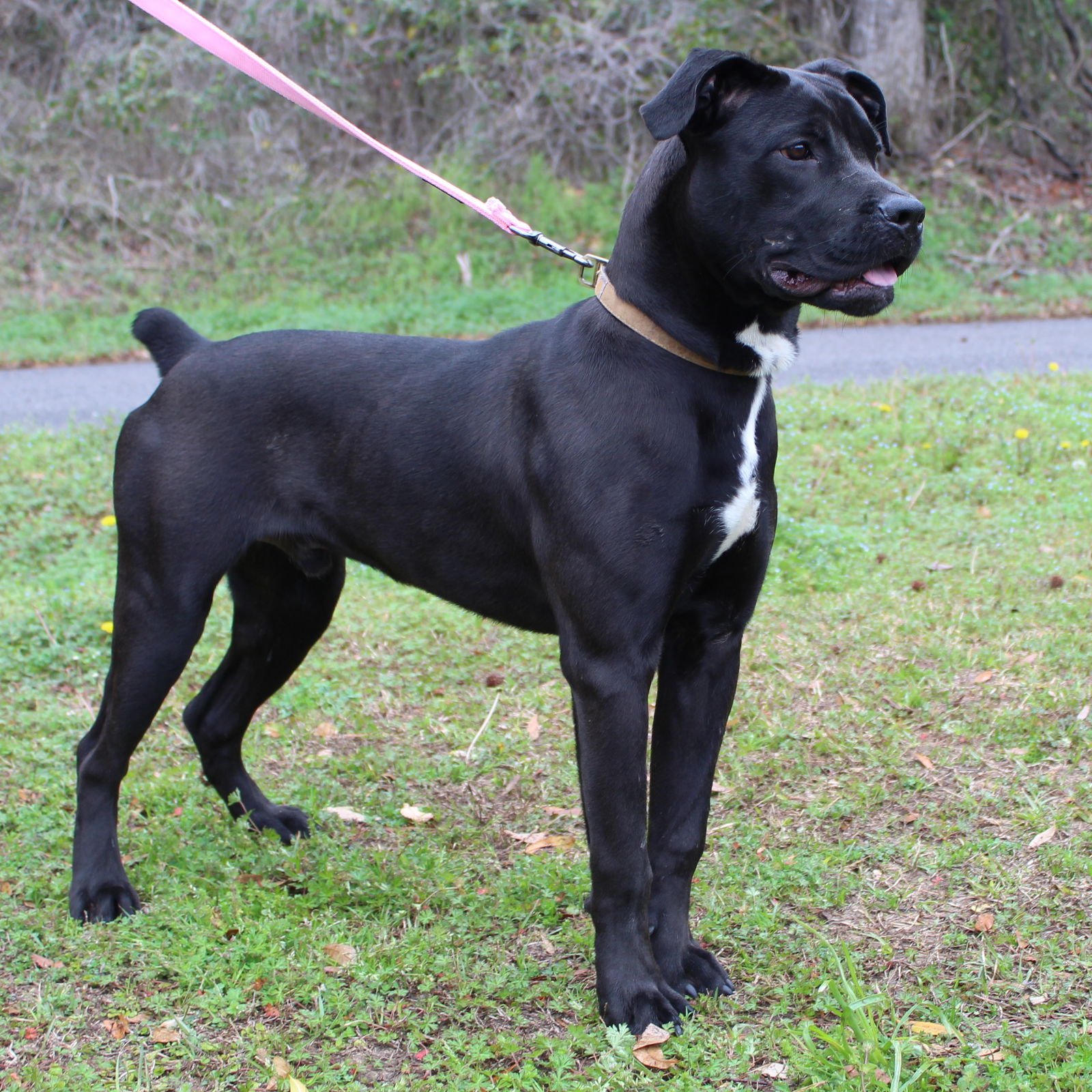 Jake 43200 - Photo 4