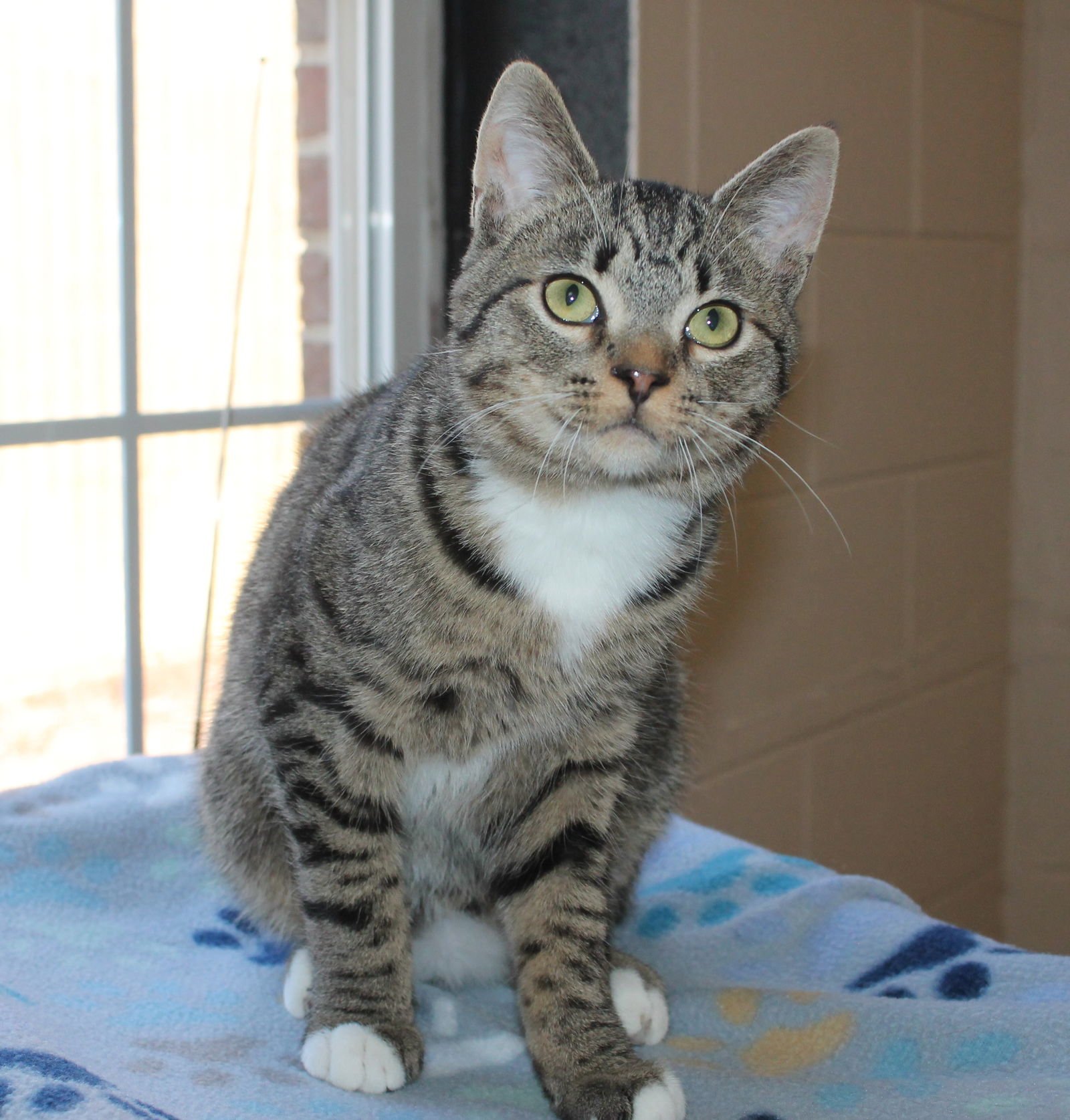 DAWSON - 43063 - Domestic Short Hair / Tabby available for adoption