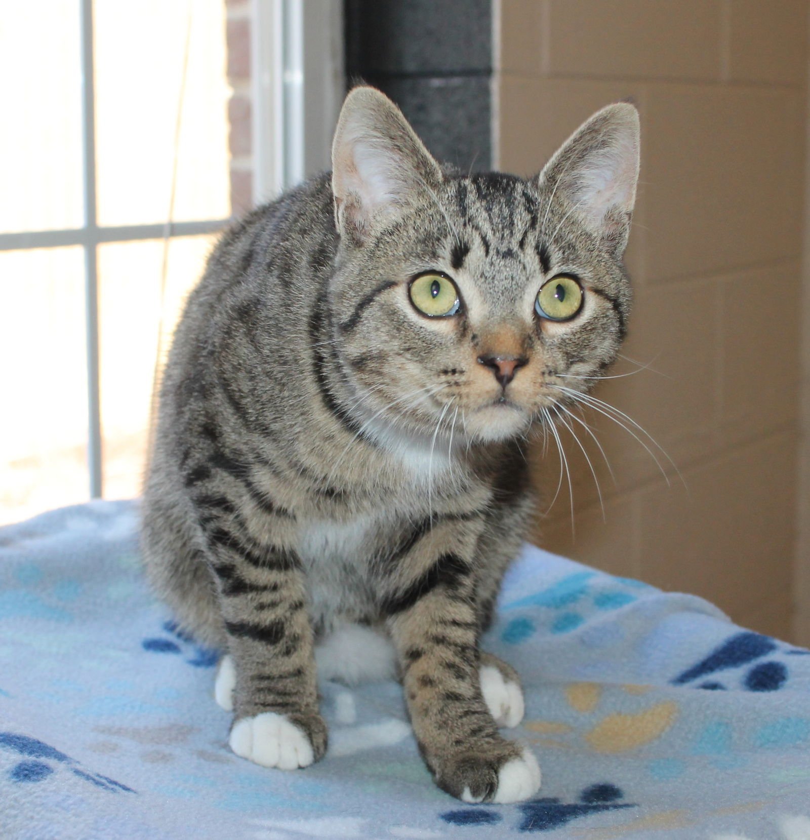 DAWSON - 43063 - Domestic Short Hair / Tabby available for adoption