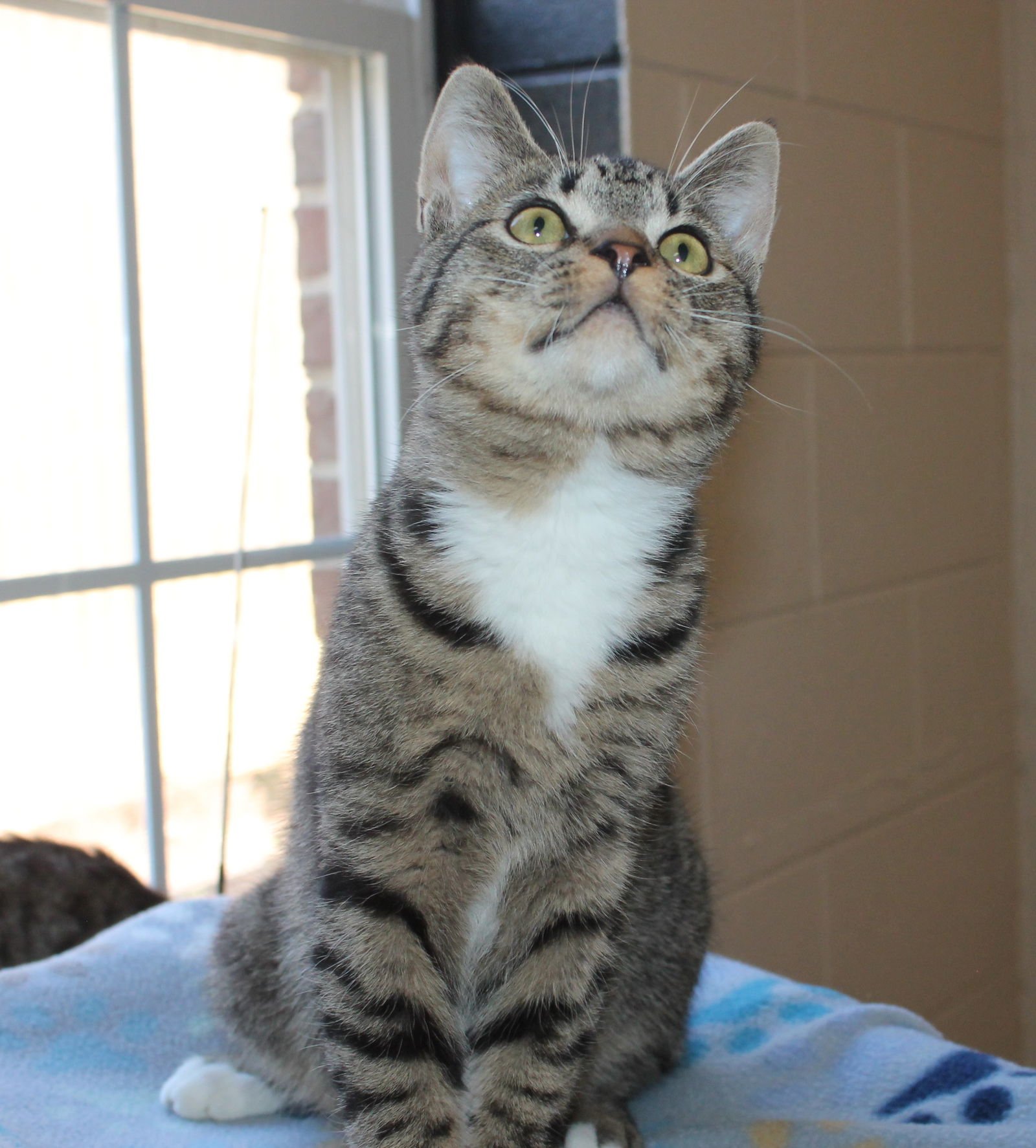 Dawson - 43063 - Photo 3