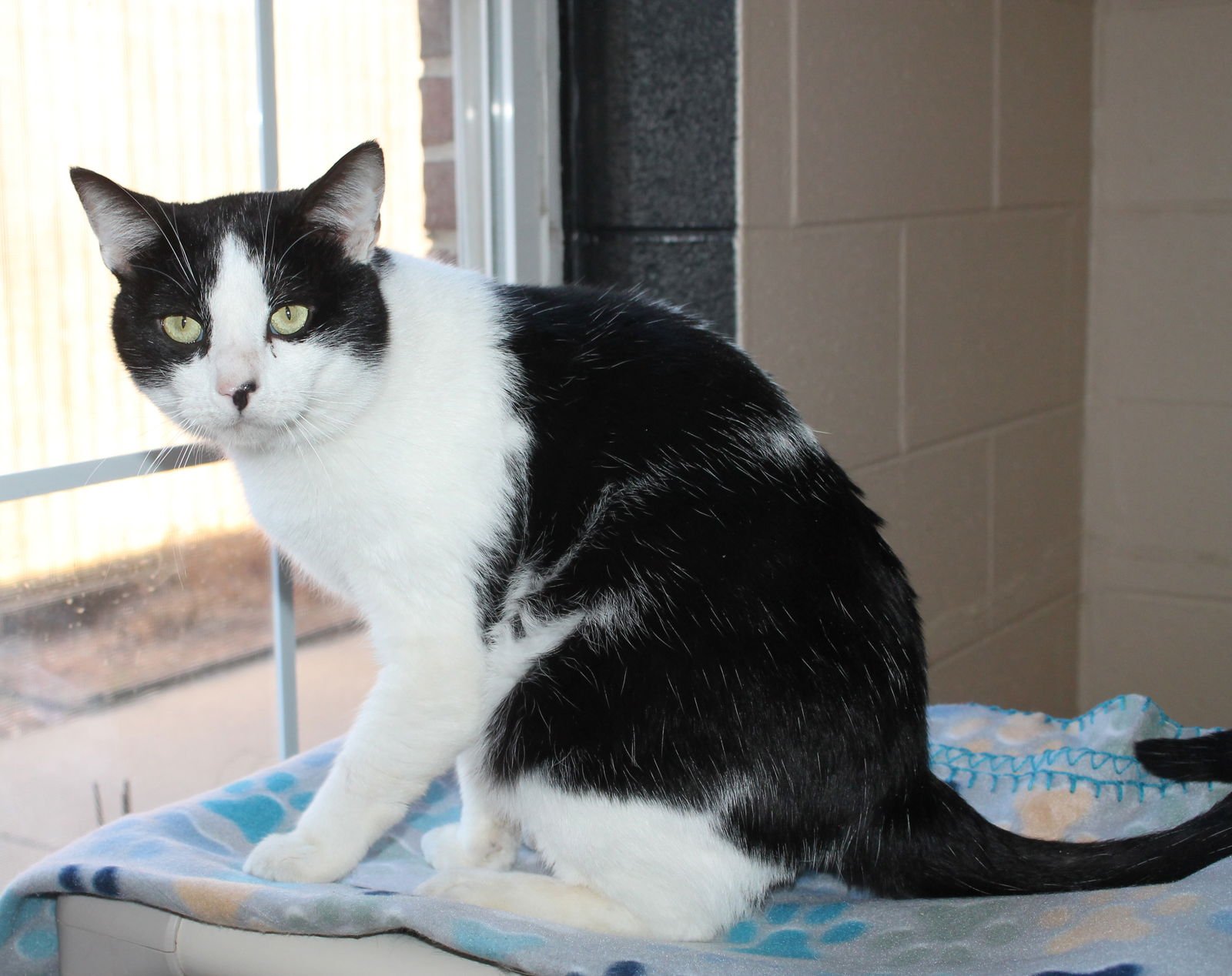 HARLEY - 43020 - Domestic Short Hair / Tuxedo available for adoption