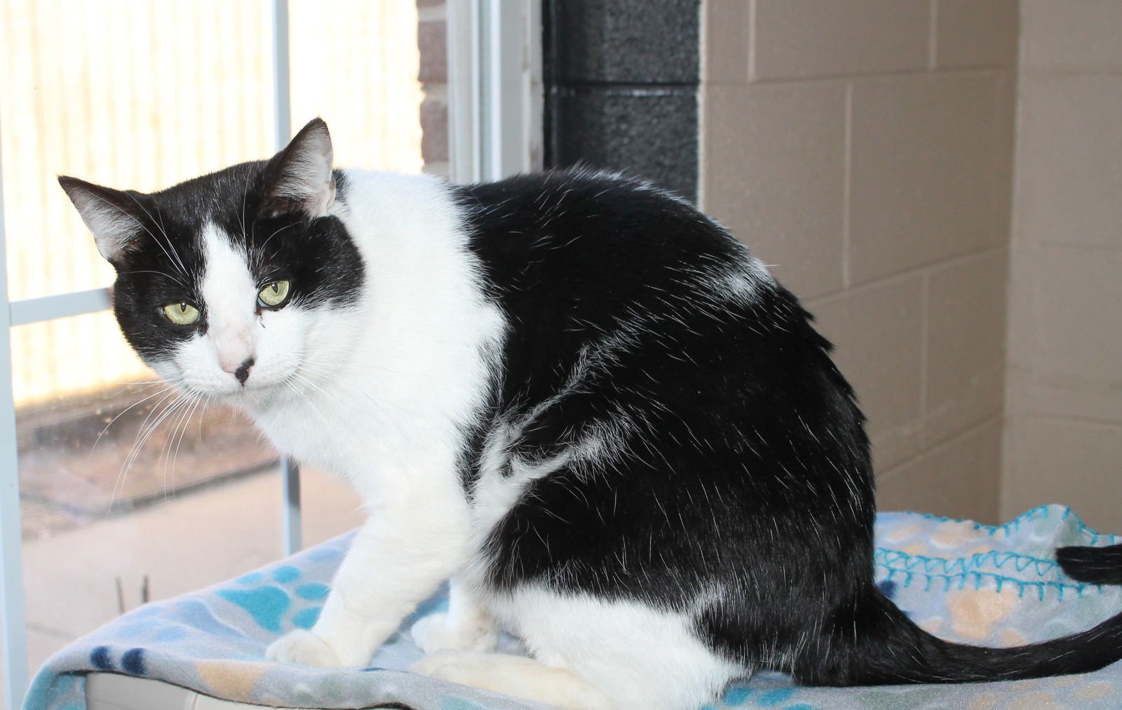 HARLEY - 43020 - Domestic Short Hair / Tuxedo available for adoption