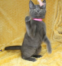 Jordan - 43699 - Photo 3