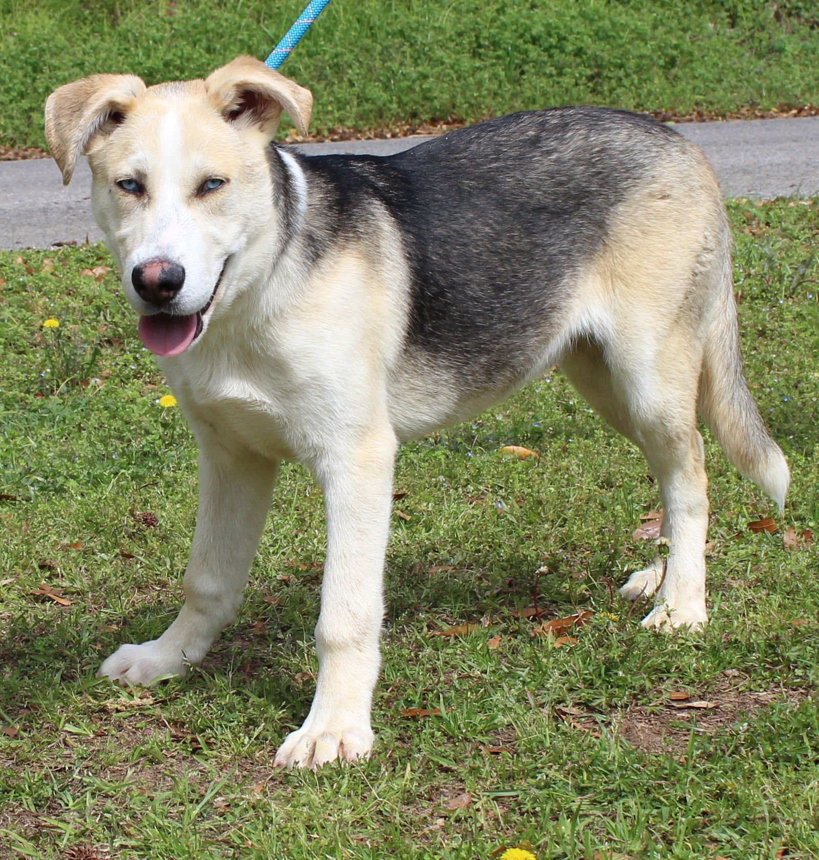 JUNIOR 43301 - German Shepherd Dog / Husky available for adoption