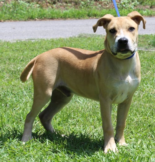 GUS 43838 - Terrier available for adoption