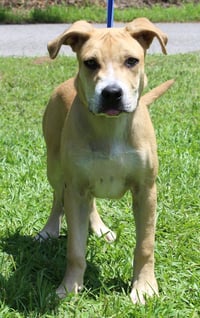 Gus 43838 - Photo 3