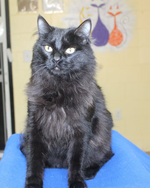 EUGENE - 43357 - Domestic Long Hair available for adoption