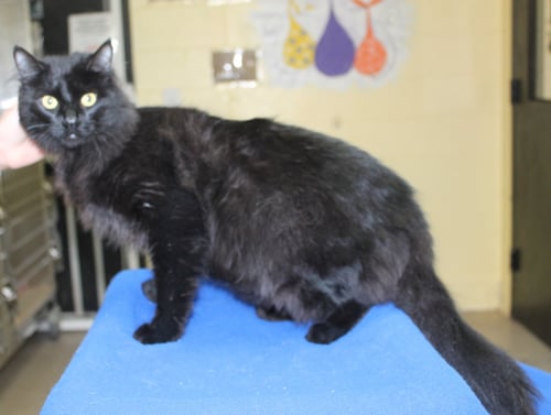 EUGENE - 43357 - Domestic Long Hair available for adoption