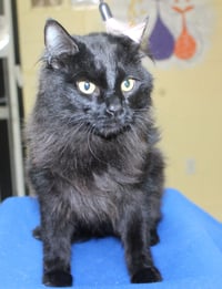 Eugene - 43357 - Photo 4