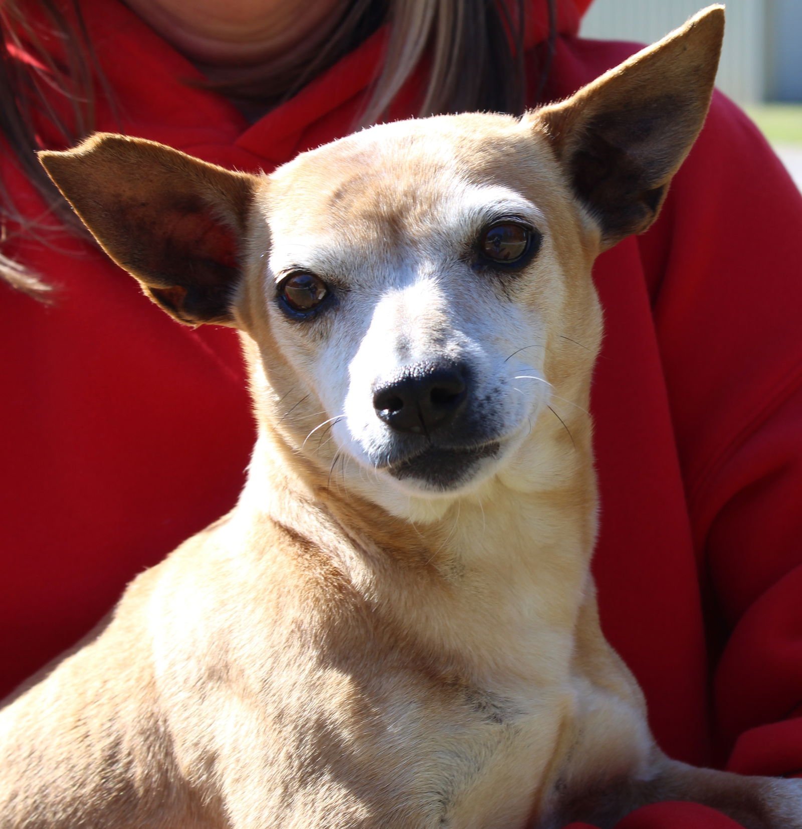 MOMMA 43101 - Chihuahua available for adoption