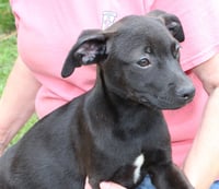 Sophia 43507 - Photo 2
