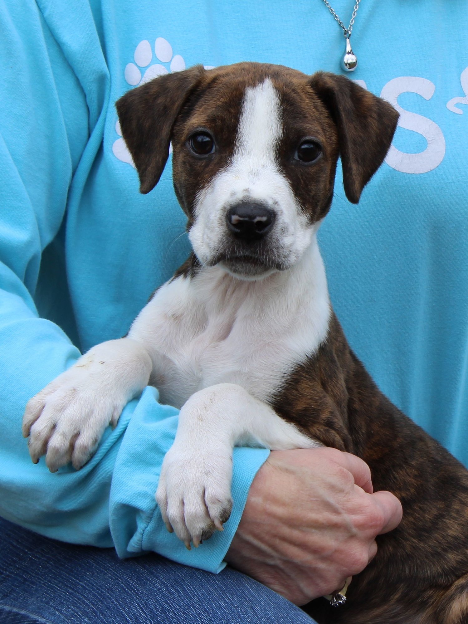 RONNAN 43121 - Pit Bull Terrier available for adoption