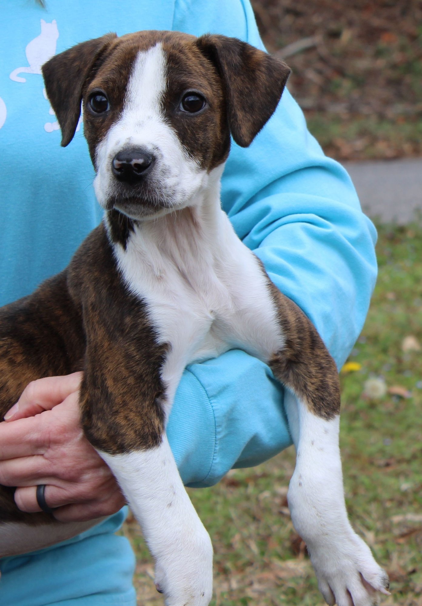 RONNAN 43121 - Pit Bull Terrier available for adoption