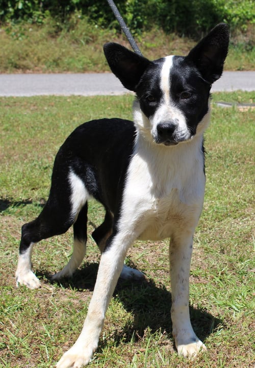 MOOSE 43384 - Border Collie / English Shepherd available for adoption