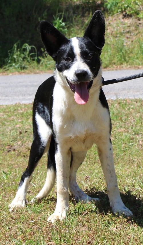 MOOSE 43384 - Border Collie / English Shepherd available for adoption
