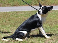 Moose 43384 - Photo 3