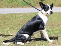 Moose 43384 - Photo 4