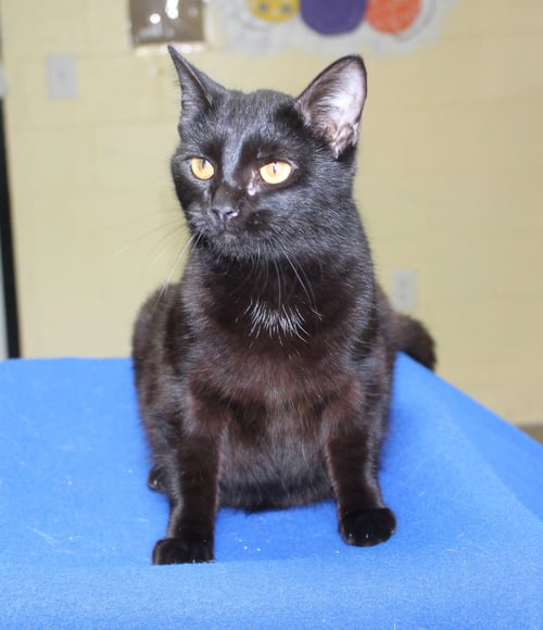 LALI - 43292 - Domestic Short Hair for adoption in Montgomery