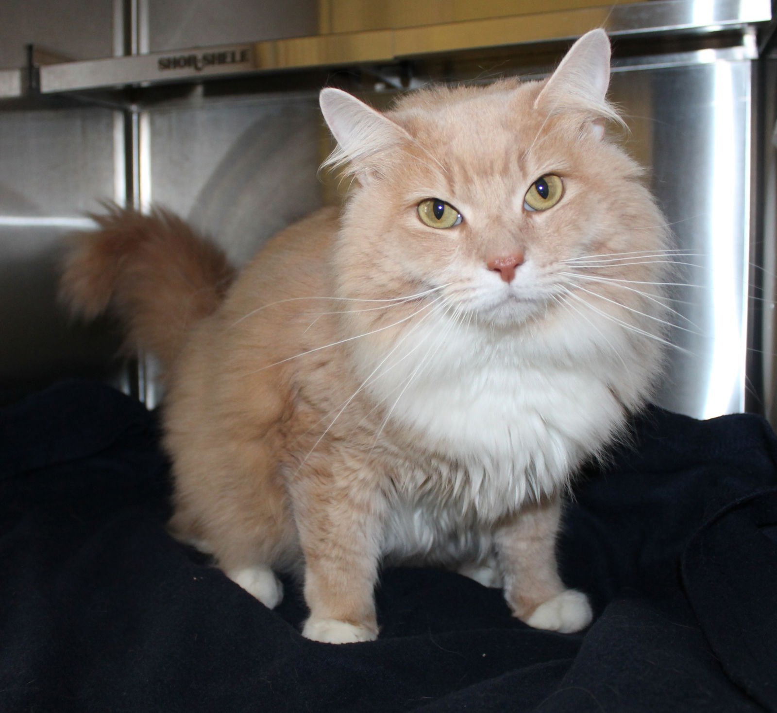 BENJAMIN - 43032 - Domestic Long Hair / Tabby available for adoption