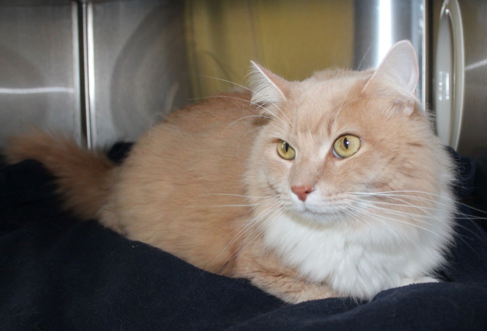 BENJAMIN - 43032 - Domestic Long Hair / Tabby available for adoption