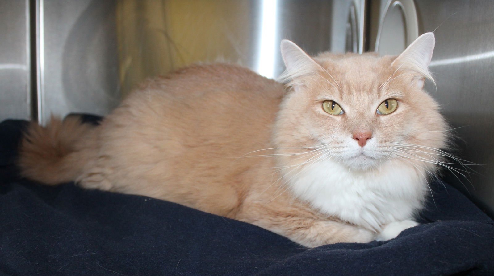 Benjamin - 43032 - Photo 3