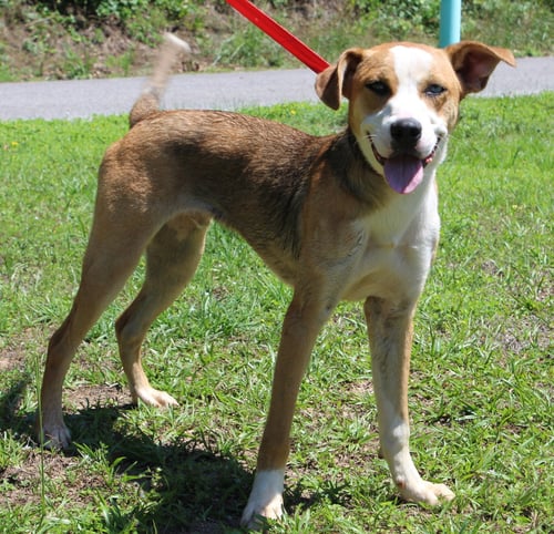 REGGIE 43547 - Shepherd available for adoption