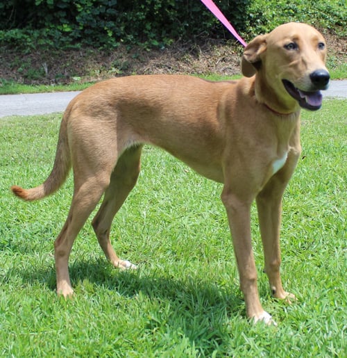 MABLE 43873 - Retriever available for adoption