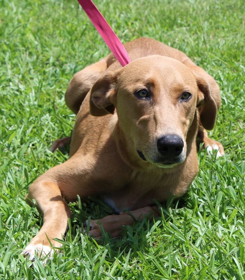 MABLE 43873 - Retriever available for adoption