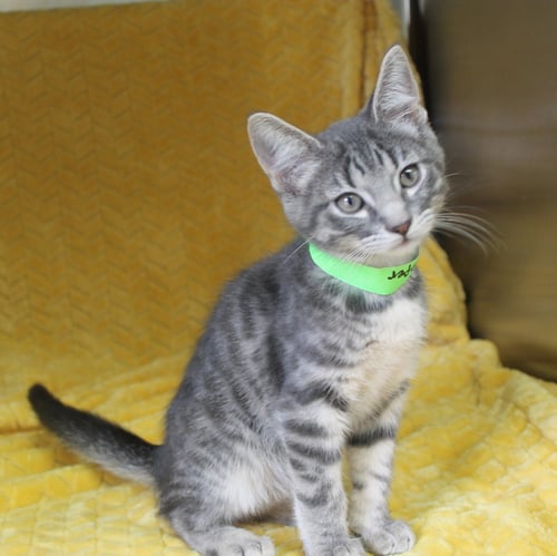 CASPER - 43702 - Domestic Short Hair / Tabby for adoption in Montgomery