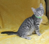 Casper - 43702 - Photo 2