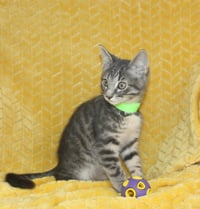 Casper - 43702 - Photo 3