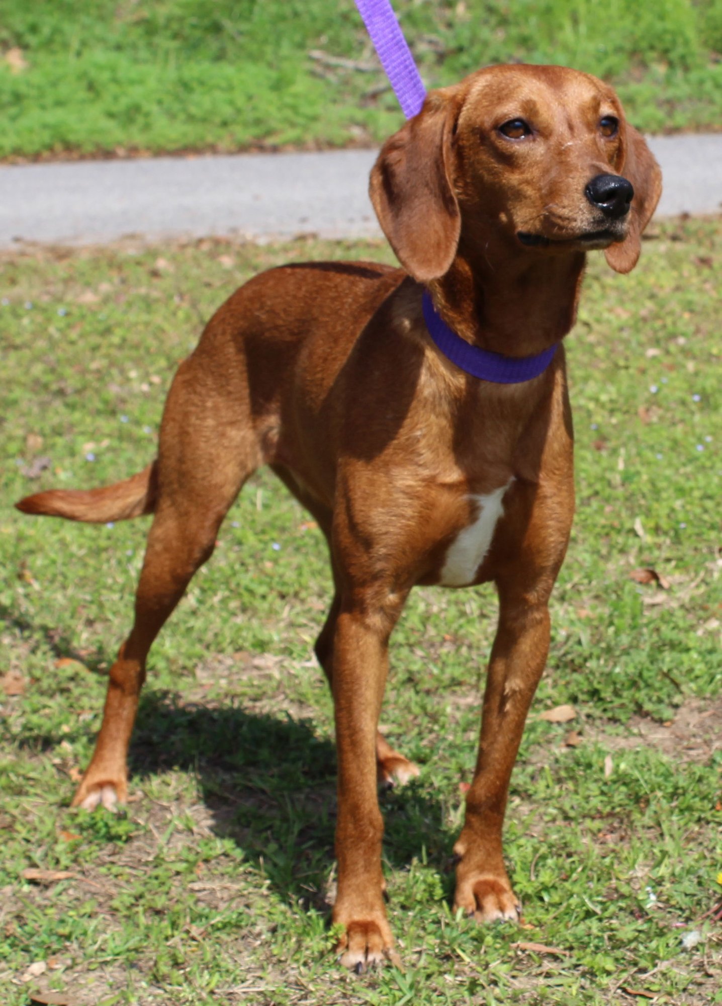 ROSIE 43219 - Vizsla / Redbone Coonhound available for adoption