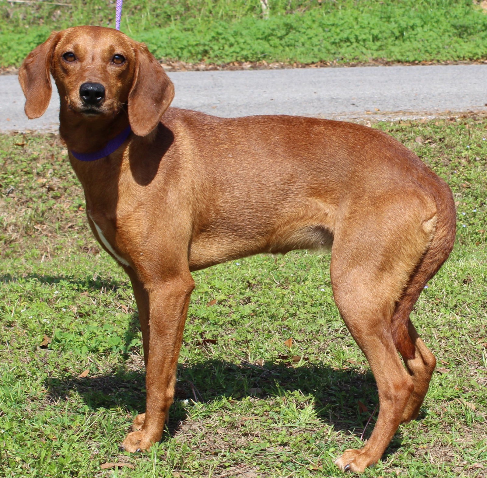 ROSIE 43219 - Vizsla / Redbone Coonhound available for adoption