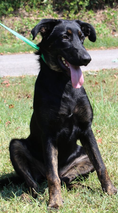 ALLI 44147 - Shepherd / Labrador Retriever for adoption in Montgomery