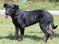 Alli 44147 - Photo 2
