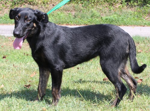 ALLI 44147 - Shepherd / Labrador Retriever available for adoption