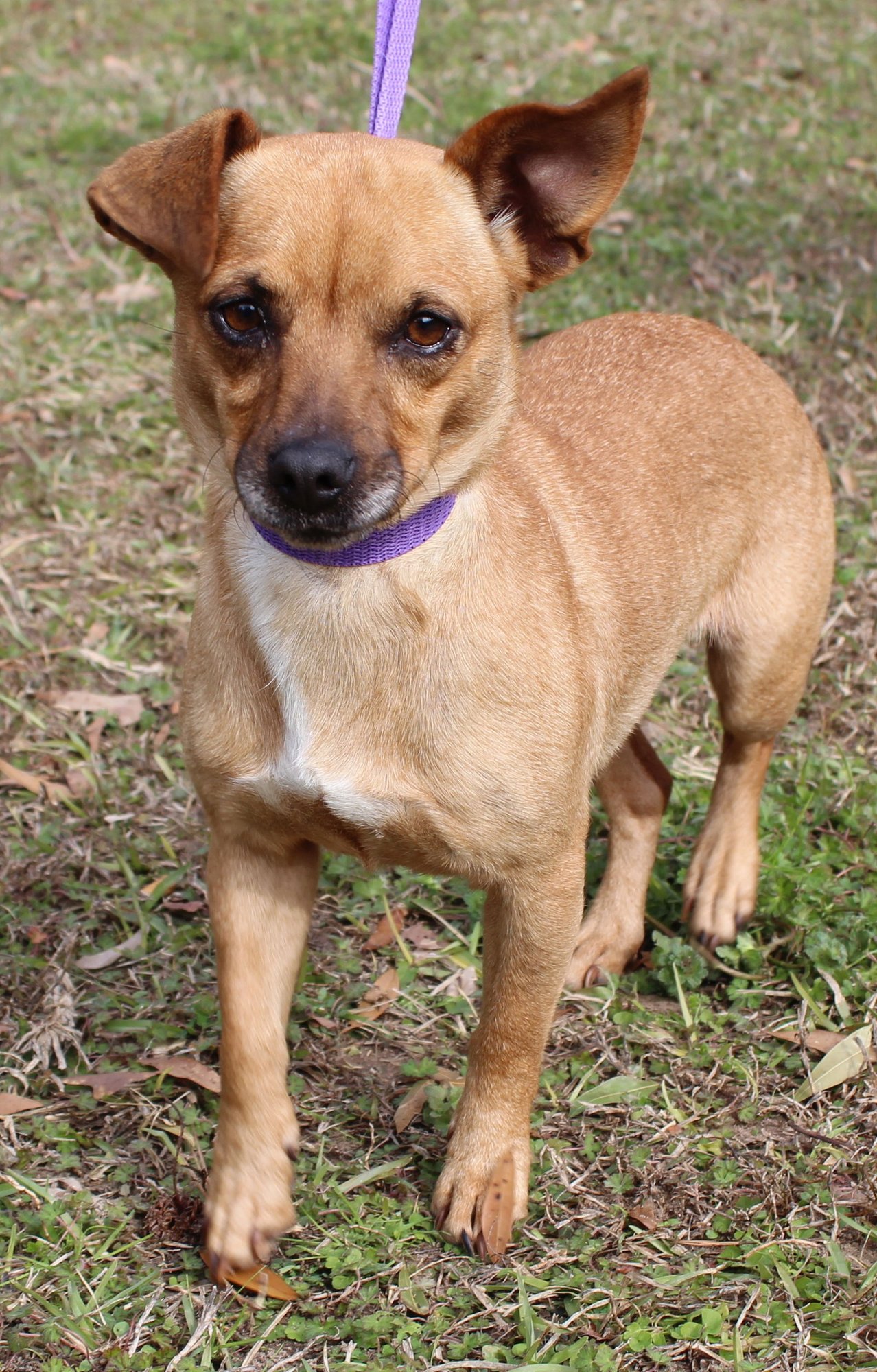 JAN 43059 - Chihuahua available for adoption