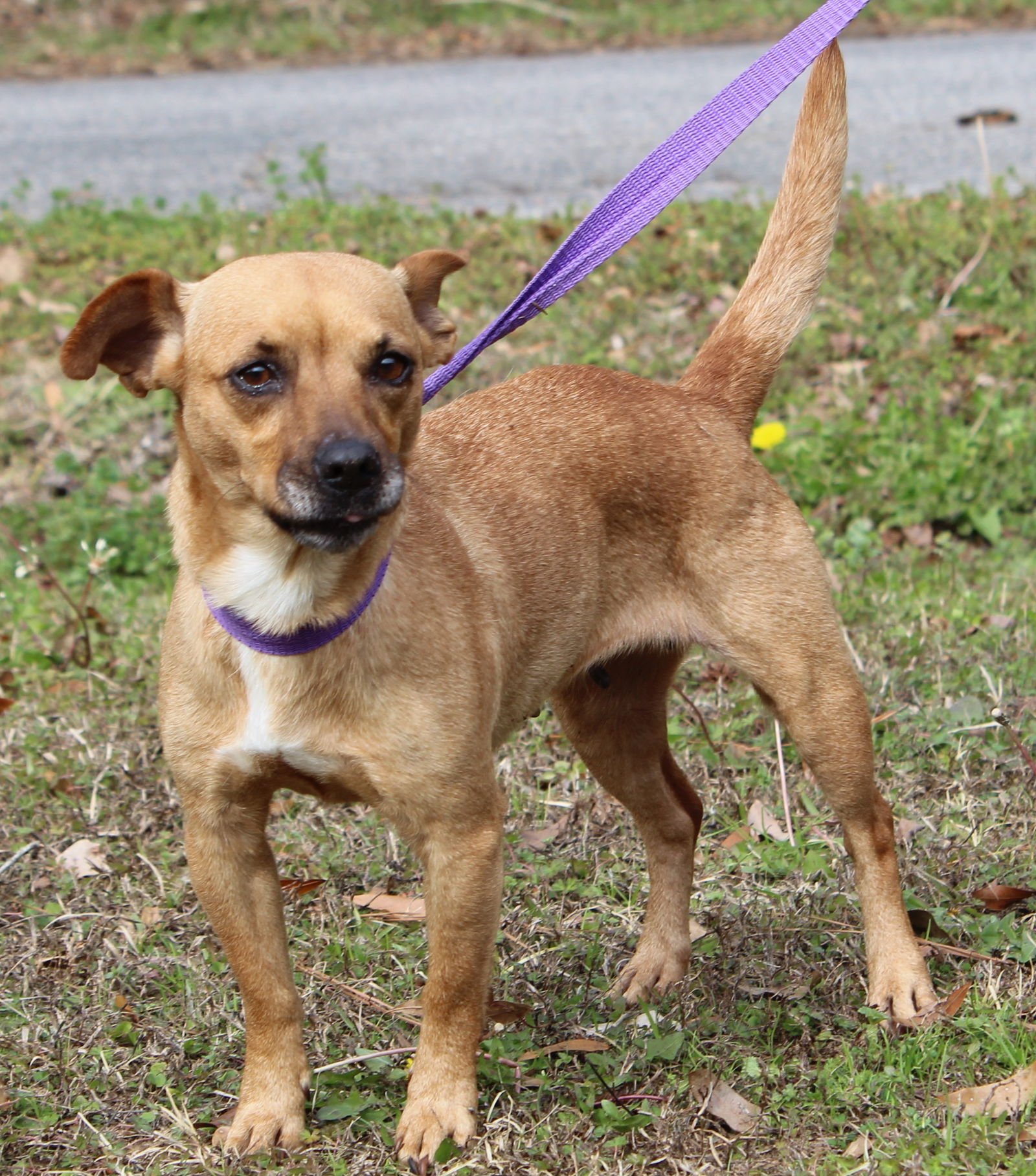 JAN 43059 - Chihuahua available for adoption