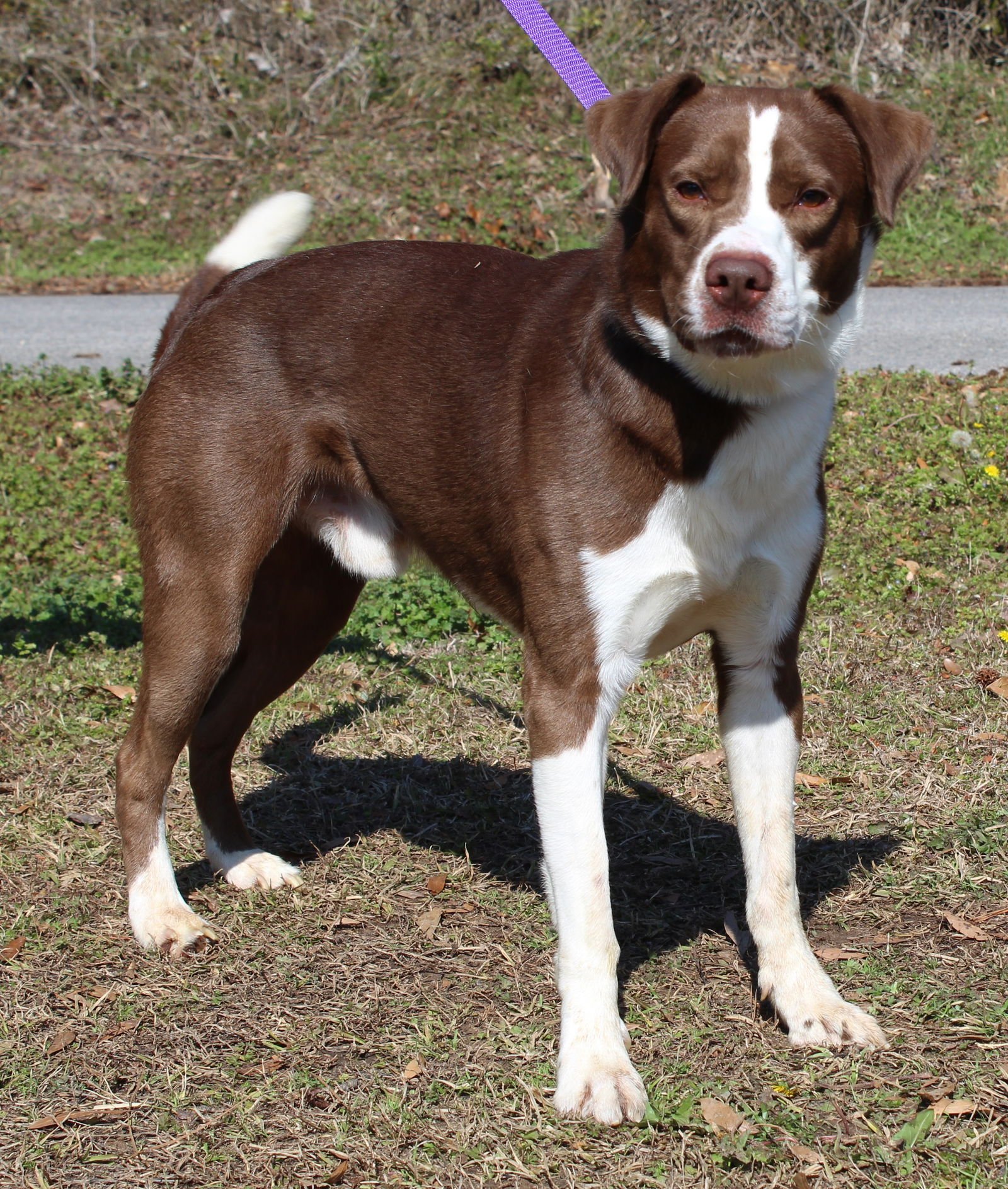 ROCKO 43142 - Shepherd available for adoption