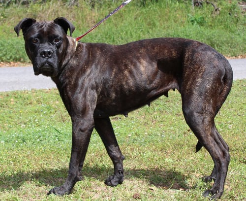 LACY 43344 - Cane Corso Mastiff / Boxer for adoption in Montgomery