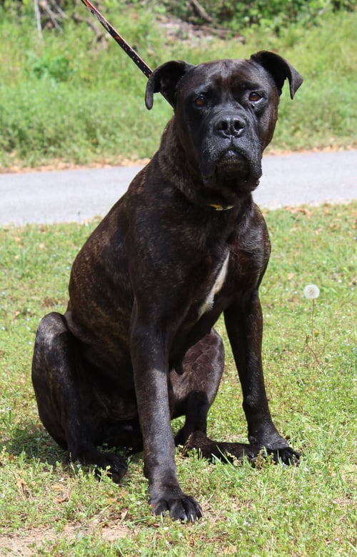 LACY 43344 - Cane Corso Mastiff / Boxer available for adoption