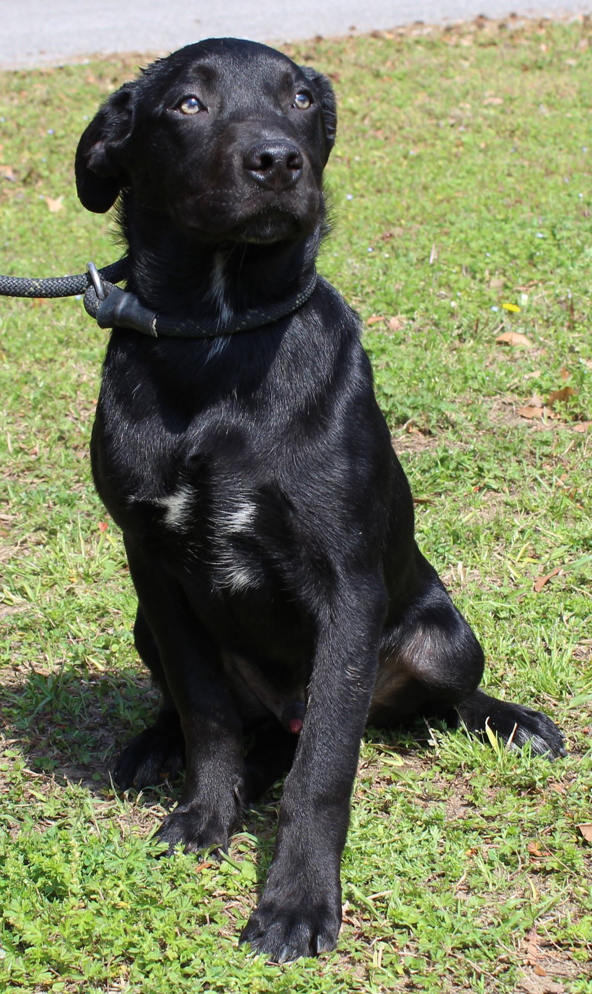 PEPSI 43229 - Labrador Retriever / Australian Cattle Dog/Blue Heeler available for adoption