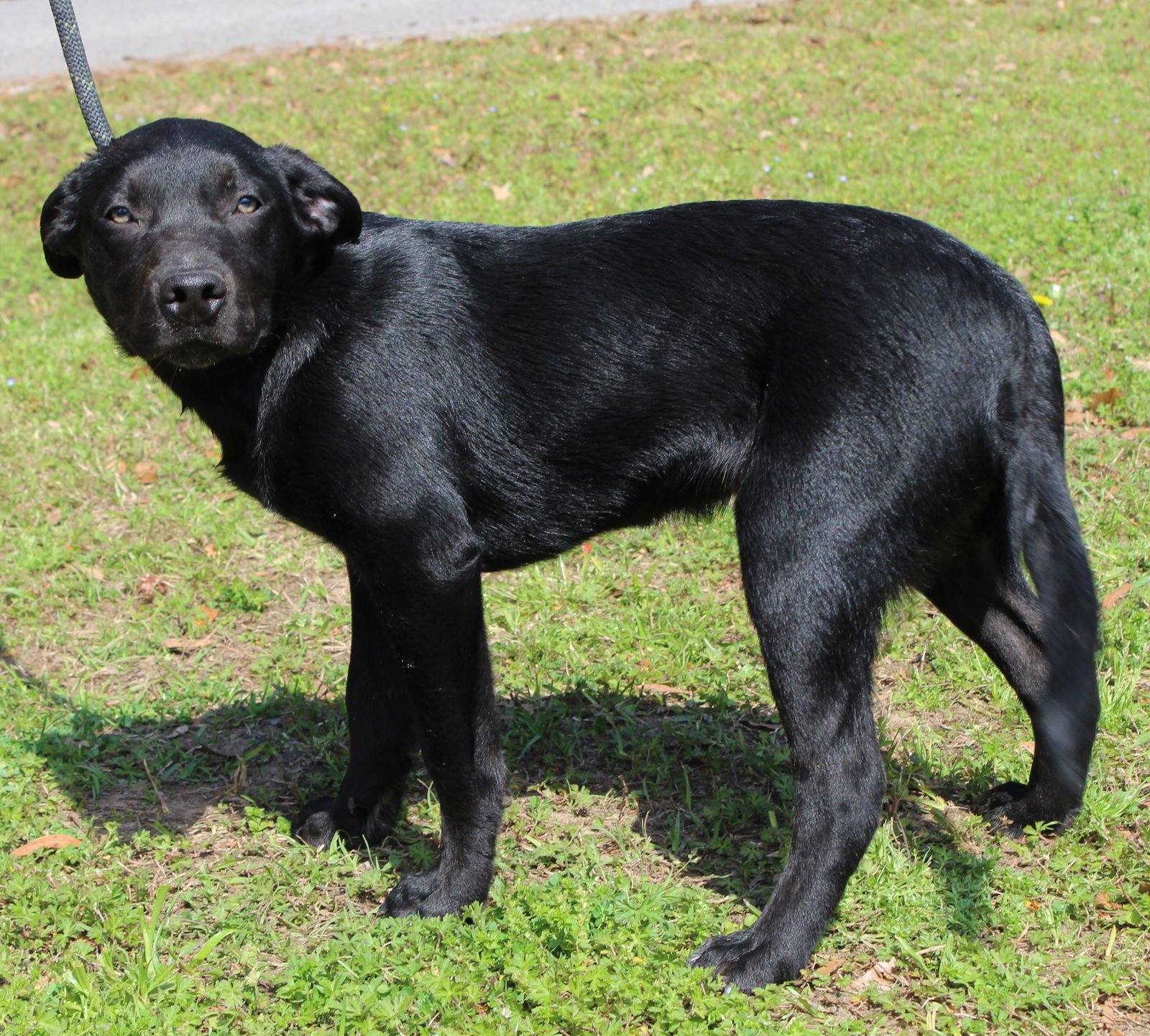 PEPSI 43229 - Labrador Retriever / Australian Cattle Dog/Blue Heeler available for adoption