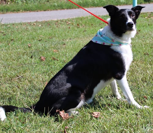 SASSY ROSE 42563 - Border Collie available for adoption