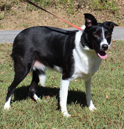 SASSY ROSE 42563 - Border Collie for adoption in Montgomery
